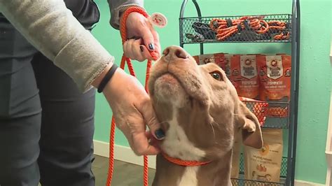 Local pet professionals say owners shouldn't worry about boarding dogs amid mystery illness